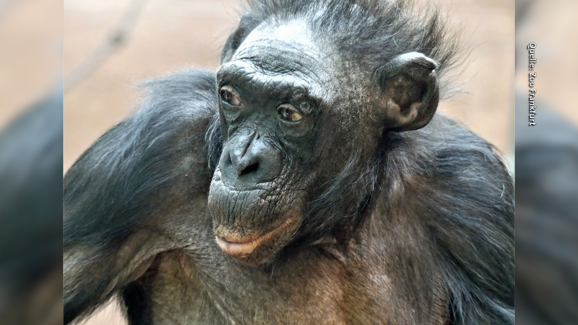 Tierische Geschichten: Bonobo Margrit ist gestorben